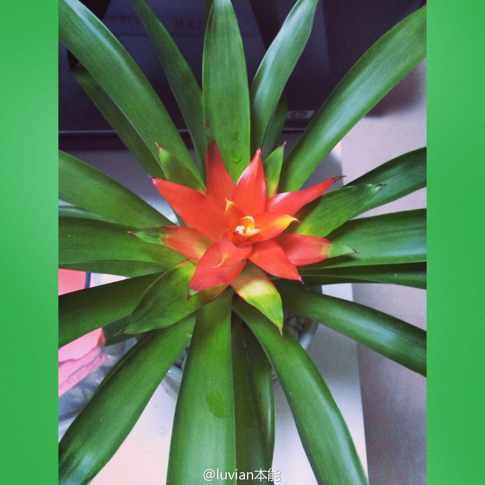 秀人美媛馆女郎luvian本能 微博相册集锦